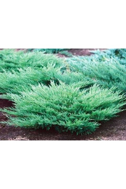 Кущ ялівця ’Montana’ серед гравію – ідеальний для рокарію